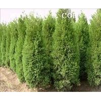 北京檜柏優(yōu)質(zhì)小苗