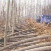 國(guó)槐小苗價(jià)格低