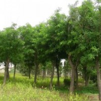 山東嘉祥賣(mài)各種規(guī)格國(guó)槐 國(guó)槐小苗 大國(guó)槐