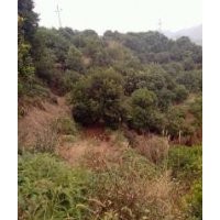 供應(yīng)楊梅樹