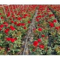 南陽月季基地長期供應各類月季（出口）