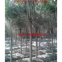 肥西供應(yīng)各種綠化苗木 大規(guī)格喬灌木