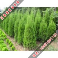 漢韻低價銷售批量北京檜