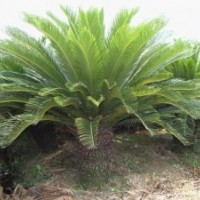 福建蘇鐵的價格，蘇鐵苗木供應