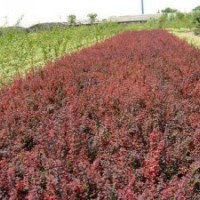 供應(yīng)頂級(jí)紅葉小檗