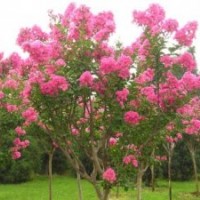 供應(yīng)河北紫薇,紫荊,猬實(shí)