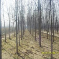 大量出售國(guó)槐白蠟