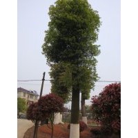 30公分骨架移栽香樟低價(jià)供應(yīng)