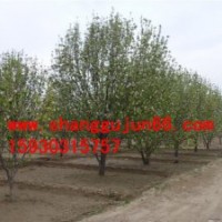 八棱海棠樹(shù) 2013精品樹(shù)形最新報(bào)價(jià)