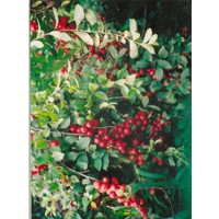 提供各種苗木白皮松、油松、華山松、側(cè)柏、國槐、刺槐、五角楓、