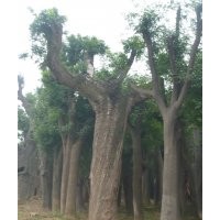 大皂莢（皂角大樹(shù)）