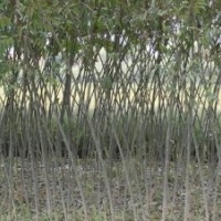 供應(yīng)速生柳一年生、二年生、3公分、4公分、5公分速生柳