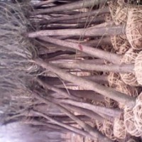 10公分l2-3年帽國(guó)槐15公分3年帽