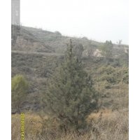 大量出售各種規(guī)格的白皮松，油松，速生楊，漳河柳，茶條槭