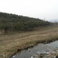 龍柏,黑松,刺槐苗木供應(yīng)