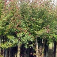 低價(jià)出售3--8公分三角楓