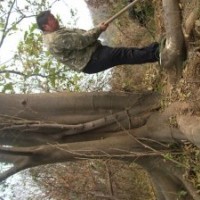 湖北野生樸樹|樸樹下山貨|湖北樸樹供應