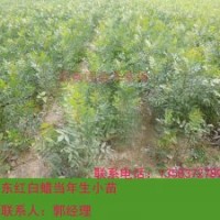 東紅3號，東紅白蠟3號，最新東紅白蠟