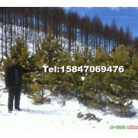 出售樟子松，2.5-3.5米高的樟子松