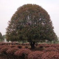 桂花樹|八月桂|湖南桂花樹價(jià)格