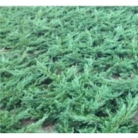 低價(jià)供應(yīng) 鋪地柏