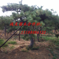 供應(yīng)10黑松20黑松30黑松60黑松