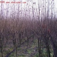 紅葉李，紫葉李，百日紅