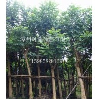 火焰木,美人樹,盆架子