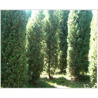 供應(yīng)側(cè)柏苗1米側(cè)柏2米側(cè)柏3米側(cè)柏苗山西側(cè)柏基地