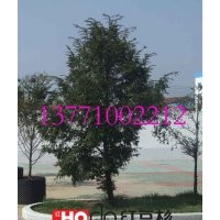 紅豆牌紅豆杉樹苗批發(fā) 江蘇貨源