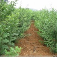 供應(yīng)20-70皂莢