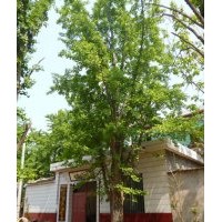 供應10-50公分銀杏樹