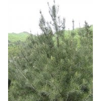 供應(yīng)各規(guī)格白皮松苗木