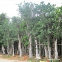 供應(yīng)福建漳州小葉榕12-15-20-30-40CM