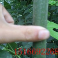 東紅白蠟價(jià)格東紅白蠟圖片