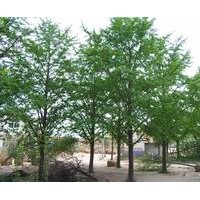 本基地長期供應(yīng)各種規(guī)格銀杏樹