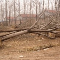 合歡樹廠家報(bào)價(jià)，合歡批發(fā)