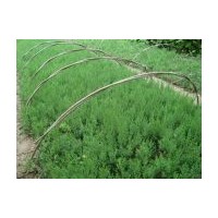 常年供應(yīng)苗木花卉北京檜柏、望都檜、望都檜球、沙地柏、側(cè)柏、蜀