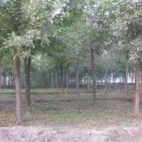 供應(yīng)18公分白蠟