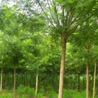 供應(yīng).法桐.國槐