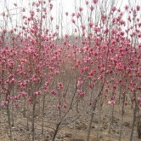 供應(yīng)紫白玉蘭，櫻花，紅楓，流蘇