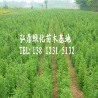 供應(yīng)檜柏，檜柏價(jià)格，檜柏規(guī)格齊全