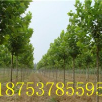 7公分速生法桐價(jià)格法桐小苗懸鈴木