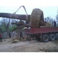 哪里國槐最便宜貨源好