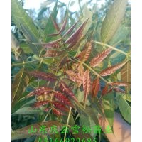 哪里東紅3號(hào)價(jià)格最合算慶云雪松苗業(yè)告訴您 白蠟