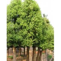 瀏陽苗木花木價(jià)格|瀏陽骨架移栽香樟價(jià)格|香樟新聞|宏景特價(jià)