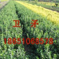 衛(wèi)矛供應(yīng)，衛(wèi)矛批發(fā)，衛(wèi)矛價(jià)格，衛(wèi)矛種植