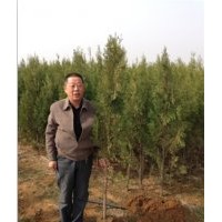 供應(yīng)低價(jià)油松高度5cm—60cm容器苗