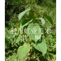 供應湖北利川產(chǎn)觀賞樹珙桐樹苗珙桐小苗珙桐小苗價格珙桐種子
