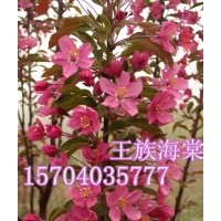 北美海棠，低價供應(yīng)北美海棠